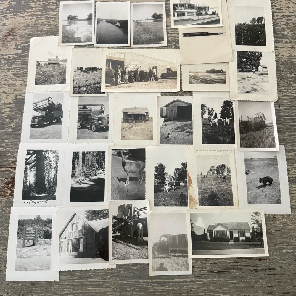 Vintage Black & White photos farm tractor land cows